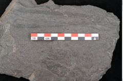 Foto (Detailansicht) von Plantae indet.  (NHMW-GEO-2024-0188-11545)